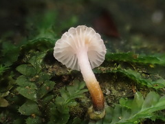 Hygrocybe roseoflavida