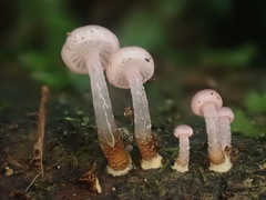 Hygrocybe roseoflavida