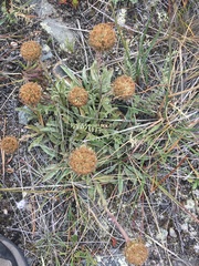 Aster alpinus vierhapperi