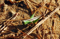 Staurorhectus longicornis