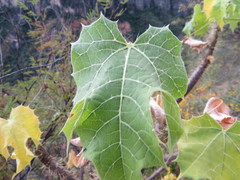 Cnidoscolus tehuacanensis