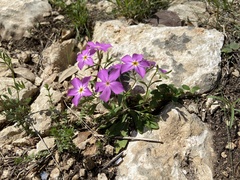 Phlox roemeriana