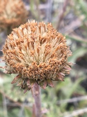 Aster alpinus vierhapperi