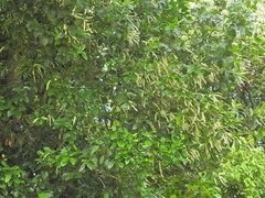Homalium circumpinnatum