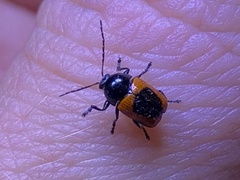 Cryptocephalus notatus