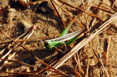 Staurorhectus longicornis