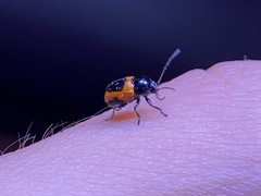 Cryptocephalus notatus