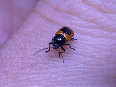 Cryptocephalus notatus