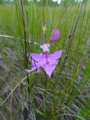 Calopogon tuberosus tuberosus