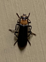 Podabrus flavicollis