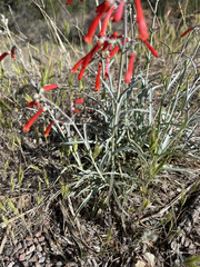 Penstemon subulatus