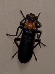 Podabrus flavicollis