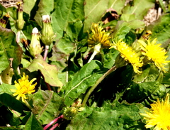 Taraxacum platycarpum