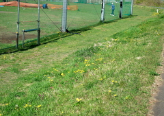 Taraxacum platycarpum