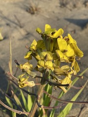 Erysimum menziesii