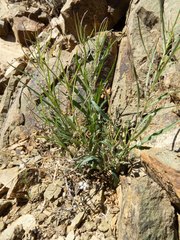 Pombalia verticillata