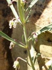 Pombalia verticillata