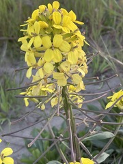 Erysimum menziesii