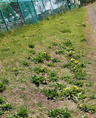 Taraxacum platycarpum