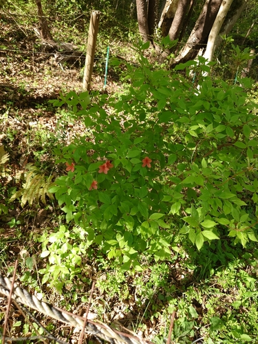 Image of Rhododendron kaempferi by (c) WATANABE Hitoshi 渡辺仁, some rights reserved (CC BY)