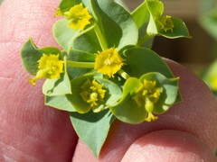 Euphorbia schizoloba
