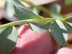 Euphorbia schizoloba