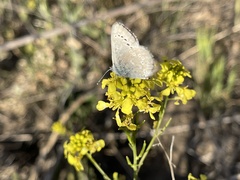 Glaucopsyche lygdamus australis