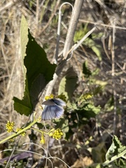 Glaucopsyche lygdamus australis