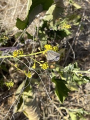 Glaucopsyche lygdamus australis