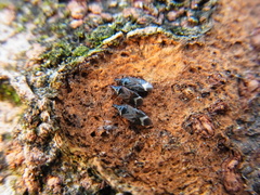 Anthocoris japonicus