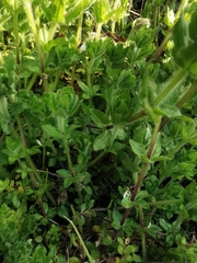 Cruciata laevipes