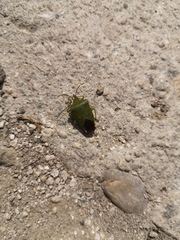 Acanthosoma labiduroides