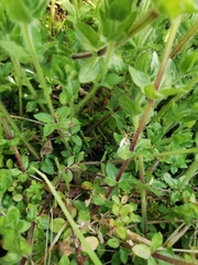 Cruciata laevipes