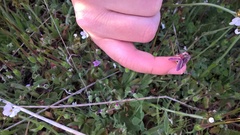 Schinia pulchripennis