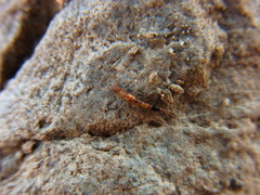 Astenus maculipennis