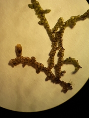 Frullania deplanata
