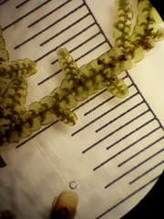 Frullania deplanata