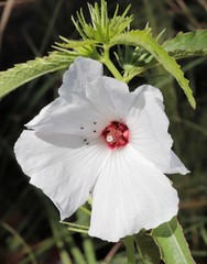 Hibiscus meraukensis