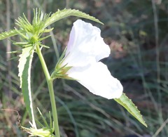 Hibiscus meraukensis
