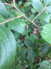 Cryptocephalus luteosignatus