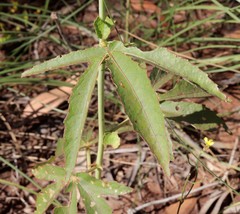 Hibiscus meraukensis