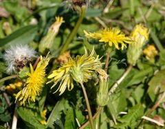 Taraxacum platycarpum
