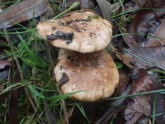 Tricholoma eucalypticum