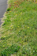 Taraxacum platycarpum