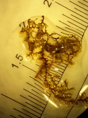 Frullania probosciphora