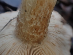 Tricholoma eucalypticum