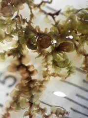 Frullania probosciphora