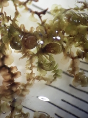 Frullania probosciphora