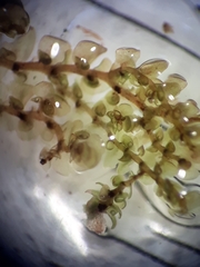 Frullania probosciphora