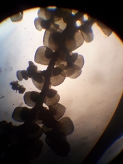 Frullania probosciphora